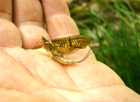 Green Drake Hatch greendrake2
