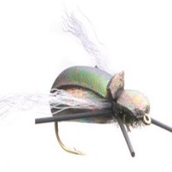 Loco Beetle