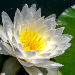 Lilly Pad Flower