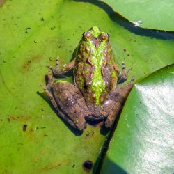Brown and Green Frog