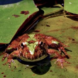 Brown and Green Frog