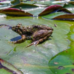 Brown and Green Frog