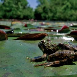 Brown and Green Frog