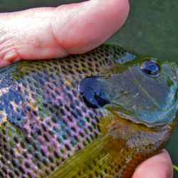 Bluegill On Gurgler Fly