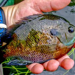 Bluegill On Fly