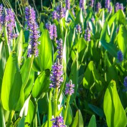 Pickerelweed