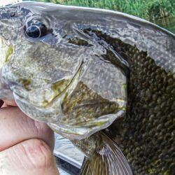 Holston Smallmouth