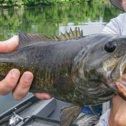 Holston Smallmouth