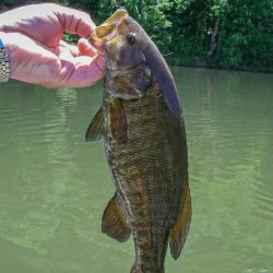 Big Holston Smallmouth
