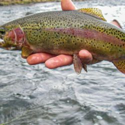 South Holston Rainbow Trout