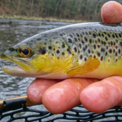 South Holston Brown Trout