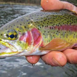 South Holston Rainbow Trout