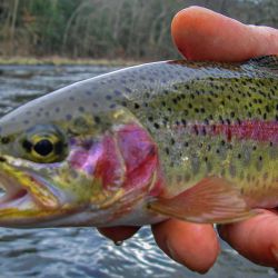 South Holston Rainbow Trout