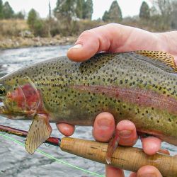 South Holston Rainbow Trout