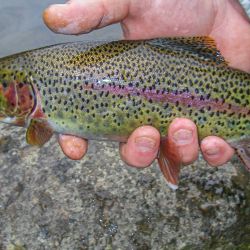 South Holston Rainbow Trout