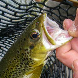 South Holston Brown Trout