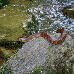 Water Snake