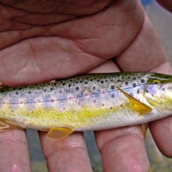 Brown Trout Caddis Fly