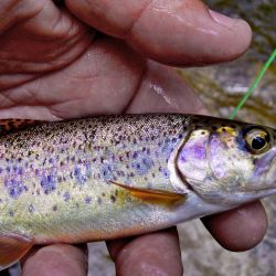 Rainbow Trout