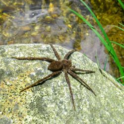 Wolf Spider