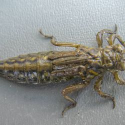 Dragon Fly Nymph