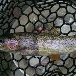 Bi-Colored Trout