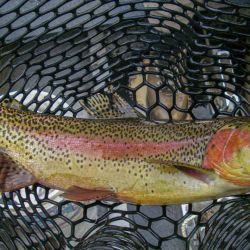 Rainbow Cuttie