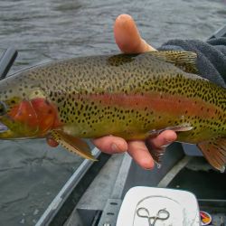 Rainbow Cuttie