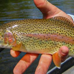 Rainbow Cuttie