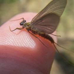 Watauga River Mayfly