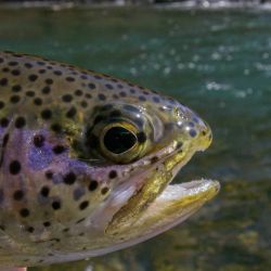 Watauga River Rainbow