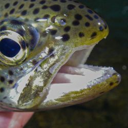 Watauga River Rainbow