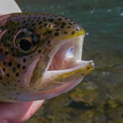 Watauga River Rainbow