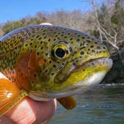 Watauga River Rainbow