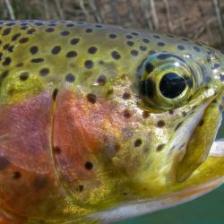 Watauga River Rainbow