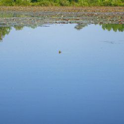 Turtle Head in Pond