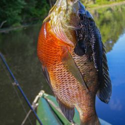 Redbreast Sunfish