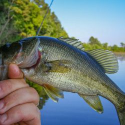 Bass on the Fly