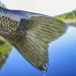 Largemouth Bass