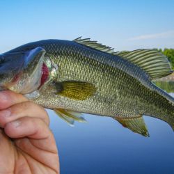 Bass on the Fly