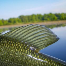 Bass Fins