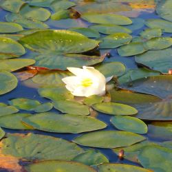 Lilly Pads
