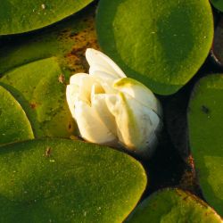 Lilly Pad Flower