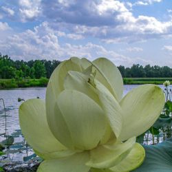 Lotus Flower
