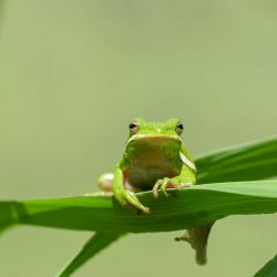 American Green Tree Frog