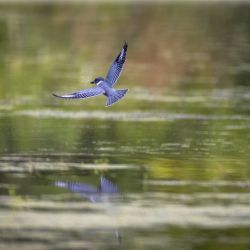 Belted Kingfisher