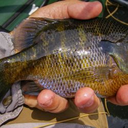 Bluegill on Gurgler