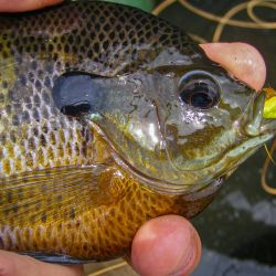 Bluegill on Gurgler