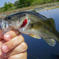 Bass on the Fly
