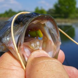 Bass on the Fly